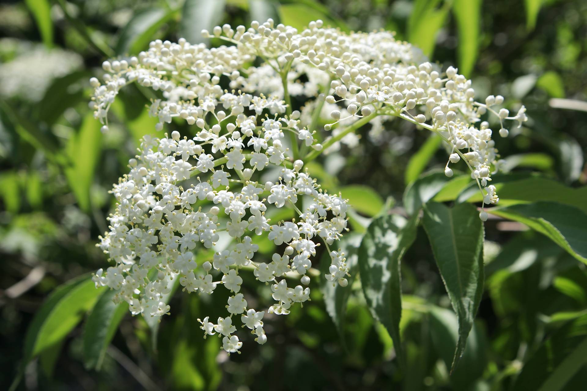 Photo of Elderberry